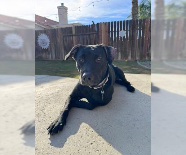 Medium Photo #2 Labrador Retriever-Unknown Mix Puppy For Sale in Bakersfield, CA, USA