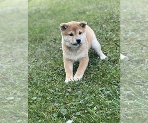 Shiba Inu Puppy for sale in CANOGA, NY, USA