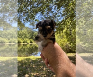 Morkie Puppy for sale in PAWLEYS IS, SC, USA
