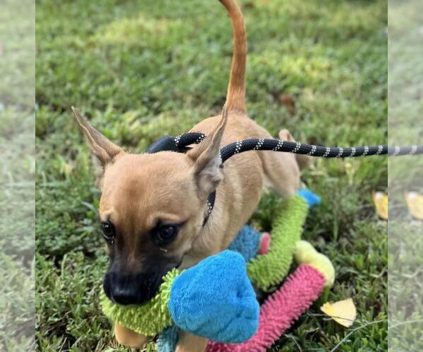 Medium Photo #2 Dachshund-Unknown Mix Puppy For Sale in Yardley, PA, USA