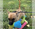 Small #1 Dachshund Mix