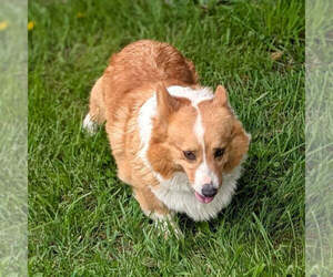 Father of the Pembroke Welsh Corgi puppies born on 07/13/2026