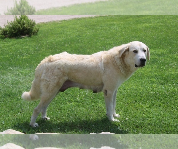 Medium Photo #1 Anatolian Shepherd-Great Pyrenees Mix Puppy For Sale in WINTERSET, IA, USA