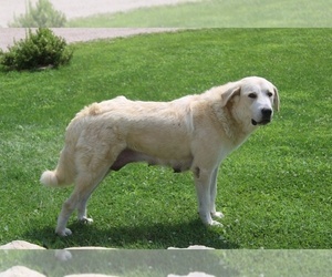 Mother of the Anatolian Shepherd-Great Pyrenees Mix puppies born on 06/23/2025