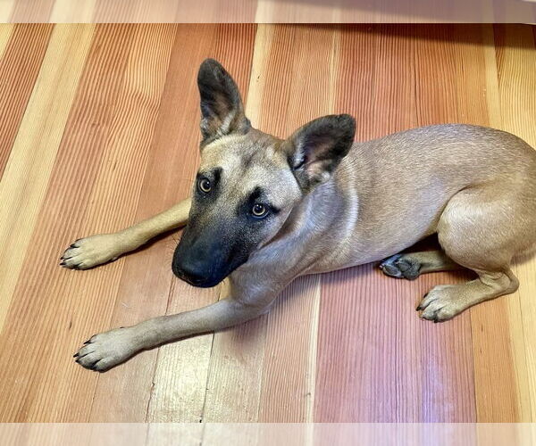 Medium Photo #10 Mutt Puppy For Sale in Dana Point, CA, USA