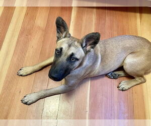 Missy - Female Mutt Dog for Adoption - Photo #10