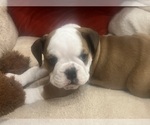 Puppy Mack English Bulldog