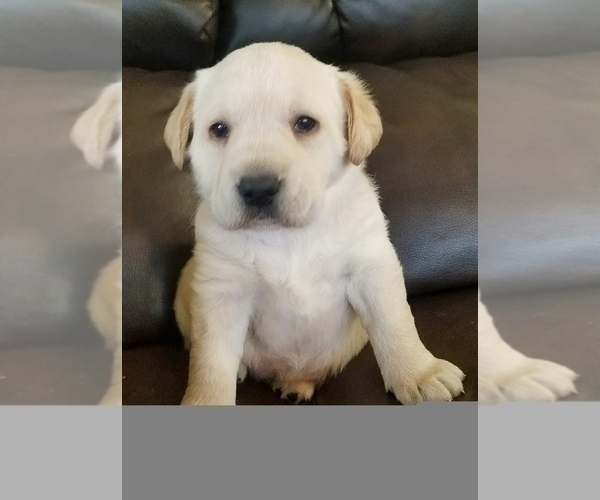 Medium Photo #2 Labrador Retriever Puppy For Sale in CATO, NY, USA