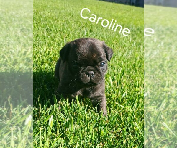 Medium Photo #1 Pug Puppy For Sale in AFTON, WY, USA