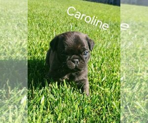 Pug Puppy for sale in AFTON, WY, USA