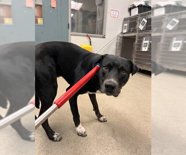 Medium Photo #1 Great Dane-Unknown Mix Puppy For Sale in Oklahoma City, OK, USA