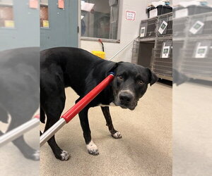 Great Dane-Unknown Mix Dogs for adoption in Oklahoma City, OK, USA