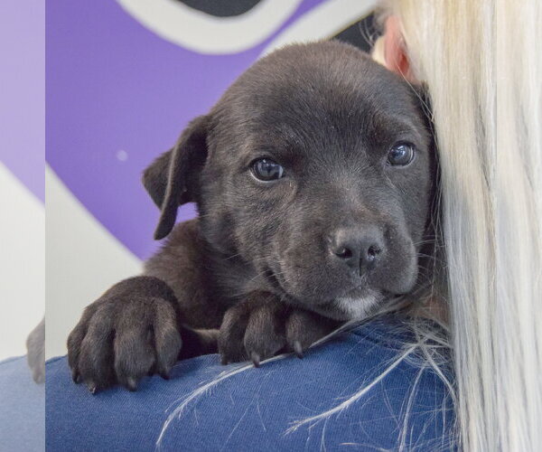 Medium Photo #5 Golden Retriever-Unknown Mix Puppy For Sale in Huntley, IL, USA