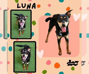 Mutt Dogs for adoption in Lindsay, CA, USA