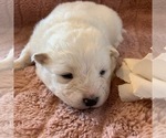 Small Photo #7 Samoyed Puppy For Sale in WASILLA, AK, USA