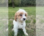 Small #28 Cavapoo-Poodle (Miniature) Mix
