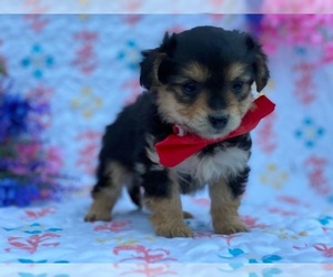 YorkiePoo Puppy for sale in LANCASTER, PA, USA
