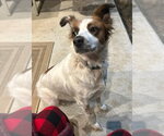 Small Brittany Mix