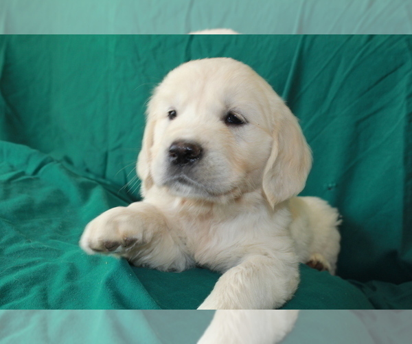 Medium Photo #25 English Cream Golden Retriever Puppy For Sale in RINGGOLD, GA, USA