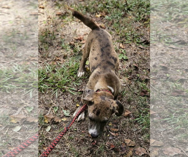 Medium Photo #2 Dachsahoula Puppy For Sale in Wakefield, RI, USA