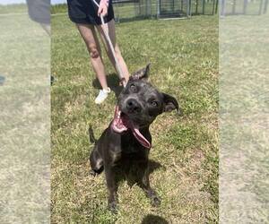 Mutt Dogs for adoption in Abbeville, LA, USA