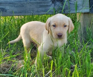 Labrador Retriever Puppy for sale in KENDRICK, ID, USA