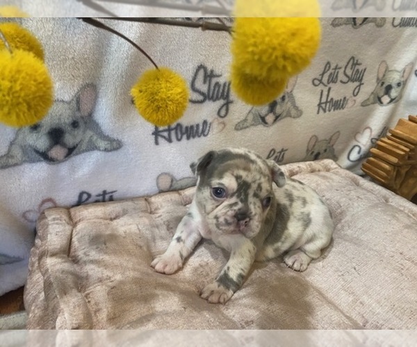 Medium Photo #1 French Bulldog Puppy For Sale in VILLA RICA, GA, USA