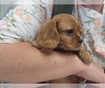 Small Photo #7 Cavalier King Charles Spaniel Puppy For Sale in GREENWOOD, WI, USA