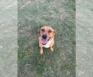 Labrador Retriever-Unknown Mix Dogs for adoption in Brewster, NY, USA