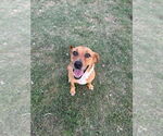 Small Labrador Retriever Mix