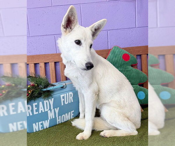 Medium Photo #3 Unknown-white german shepherd Mix Puppy For Sale in Genesee, WI, USA