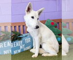 Small #2 white german shepherd Mix