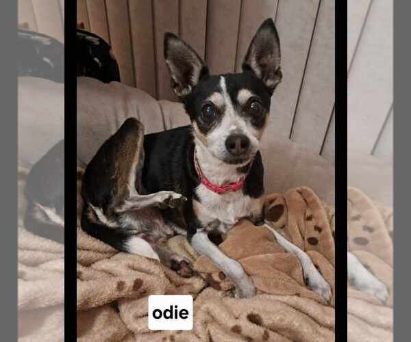 Medium Photo #3 Rat-Cha Puppy For Sale in Visalia, CA, USA