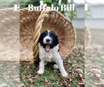 Image preview for Ad Listing. Nickname: Billy