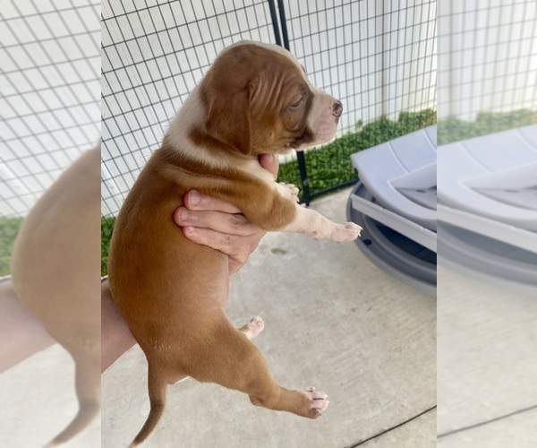 Medium Photo #15 American Pit Bull Terrier Puppy For Sale in WESTLAND, MI, USA