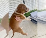 Small #1 American Pit Bull Terrier