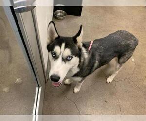 Siberian Husky Dogs for adoption in Berkeley , CA, USA