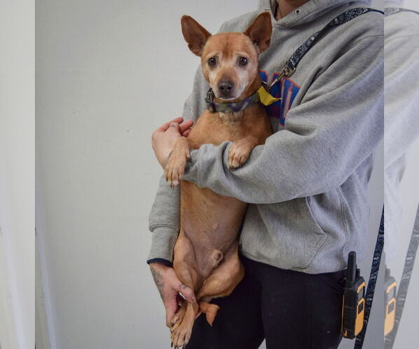 Medium Photo #4 Italian Greyhuahua Puppy For Sale in Huntley, IL, USA