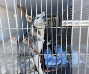 Siberian Husky Dogs for adoption in Bakersfield, CA, USA
