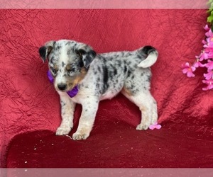 Texas Heeler Puppy for sale in LANCASTER, PA, USA