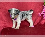 Small Texas Heeler