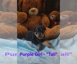 Small #4 Rottweiler