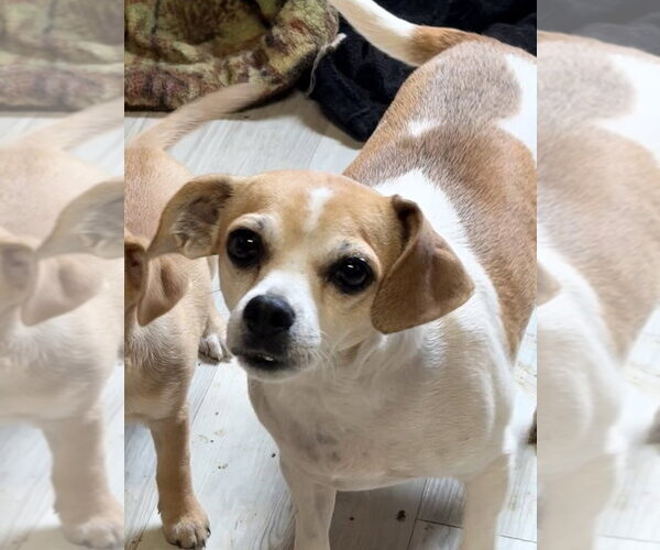 Medium Photo #1 Cheagle Puppy For Sale in Bolivar, MO, USA