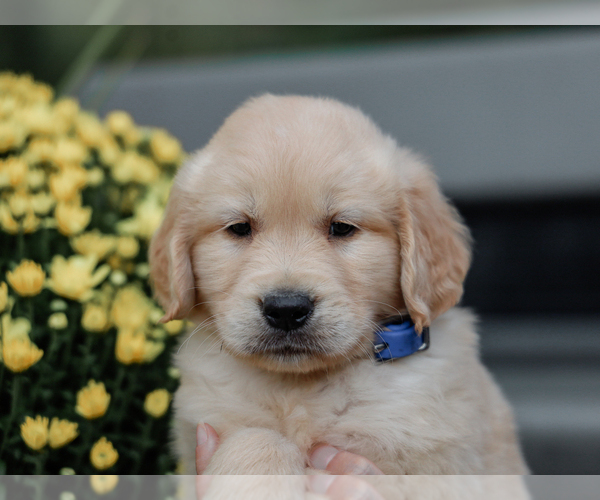 Medium Photo #2 Golden Retriever Puppy For Sale in LIBERTY, KY, USA