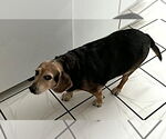 Small #4 Beagle