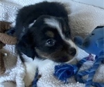 Small Photo #8 Miniature American Shepherd Puppy For Sale in PLACERVILLE, CA, USA