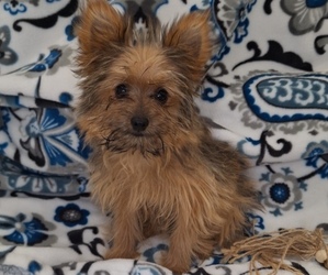 Yoranian Puppy for Sale in ELKTON, Kentucky USA