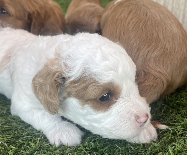 Medium Photo #6 Cavapoo Puppy For Sale in REEDS SPRING, MO, USA