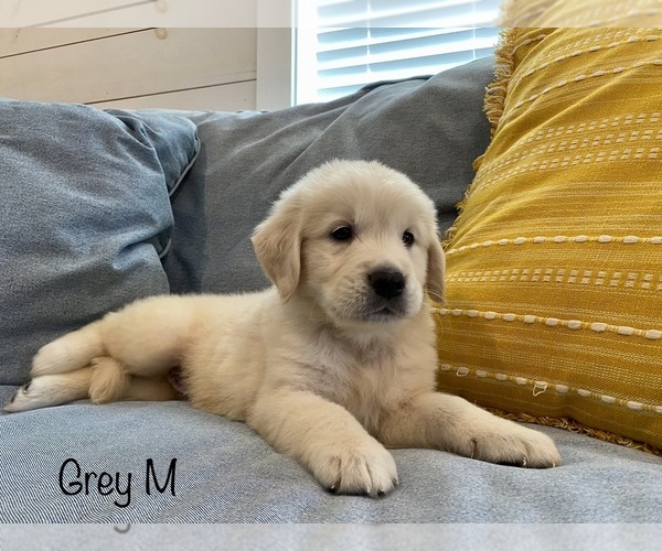 Medium Photo #5 Golden Retriever Puppy For Sale in SURGOINSVILLE, TN, USA