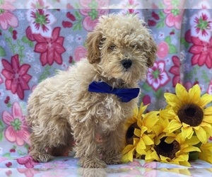 Poodle (Toy) Puppy for sale in LANCASTER, PA, USA